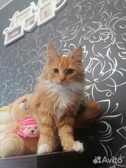 Кошка мей-кун