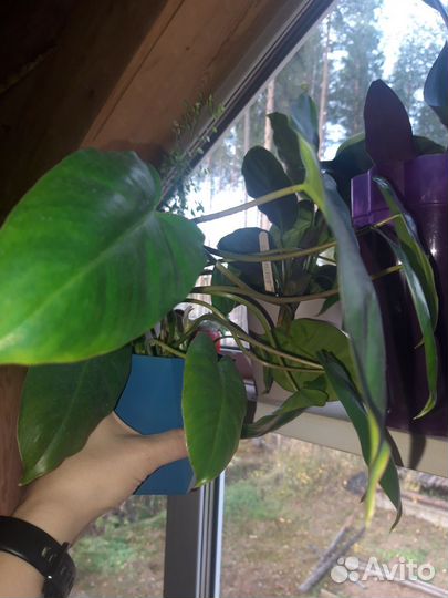 Фиалка, спатифиллум,филодендрон