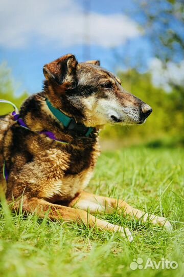 Собаки бесплатно