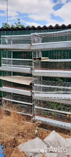 Клетка для кур