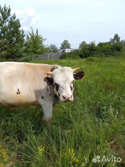 Продам быка