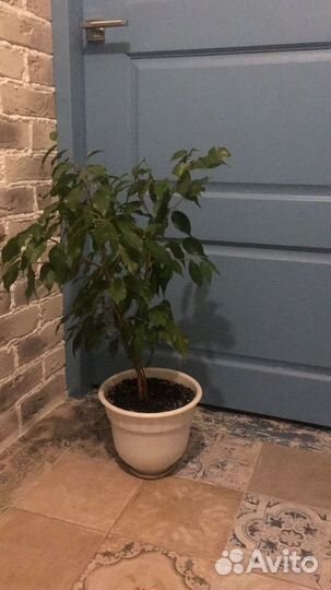 Комнатные растения