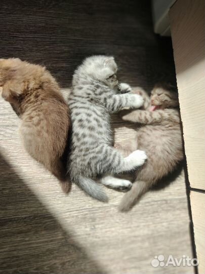 Вислоухие котята