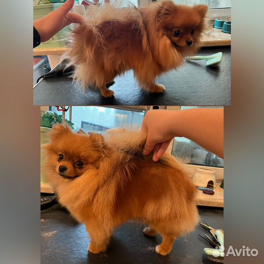 Грумер собак