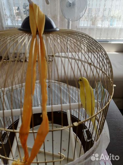 Волнистый попугай (девочка) с клеткой и домиком