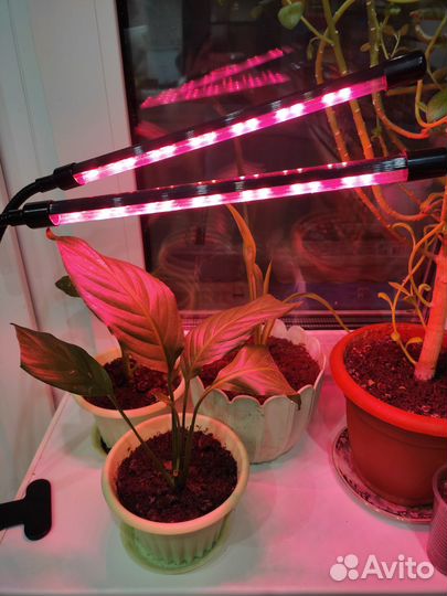 Фито лампа для растений