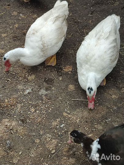 Селезень,индоутки