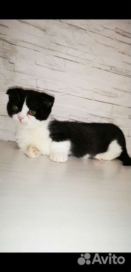 Манчкин, девочка Пингвин