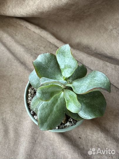 Крассула (толстянка)