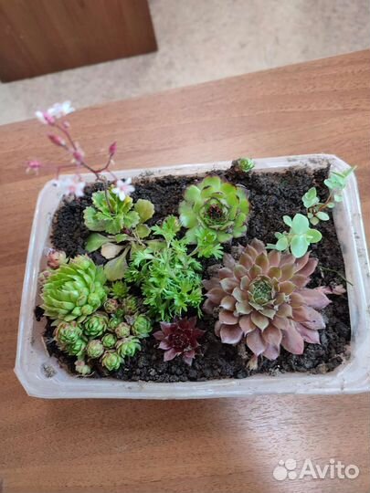 Суккуленты набор