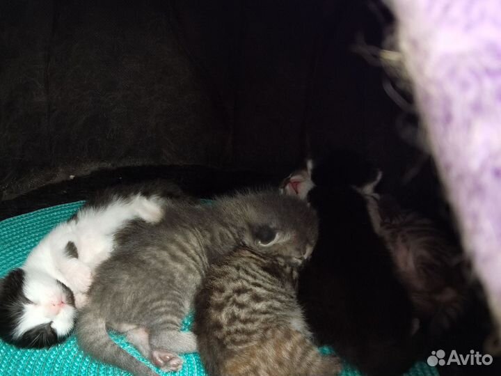 Котята в добрые руки