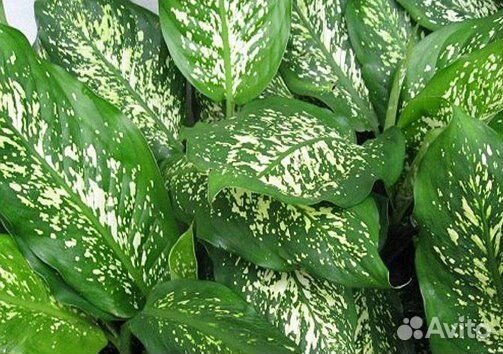 Диффенбахия, Традесканция, Бегония, Пуансеттия