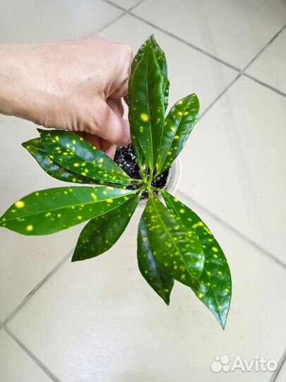 Кротоны разные