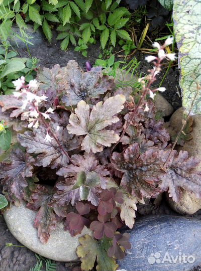 Многолетние растения