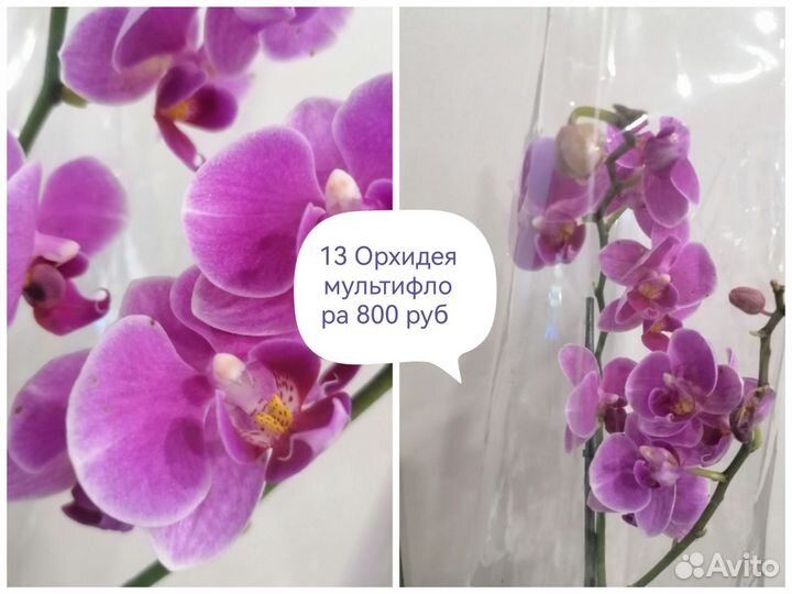 Орхидеи в наличии всегда