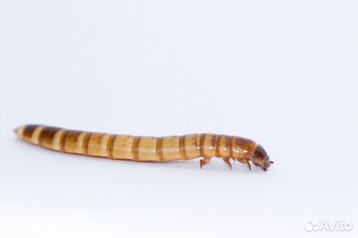 Корм для насекомоядных птиц