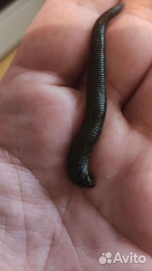 Восточные пиявки из Азербайджана0,7-1,4 гр