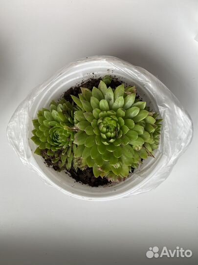 Молодило (каменная роза)