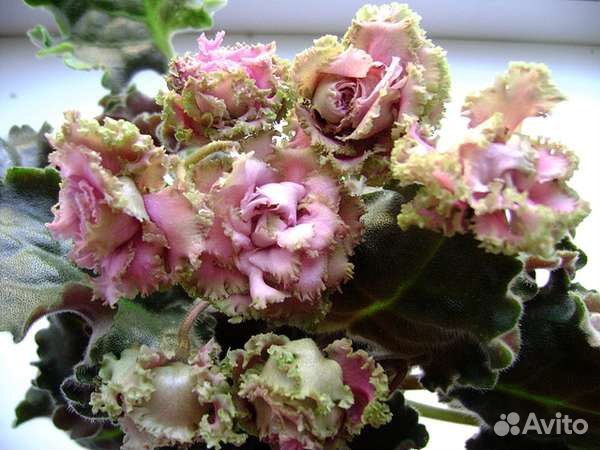 Фиалка island rose