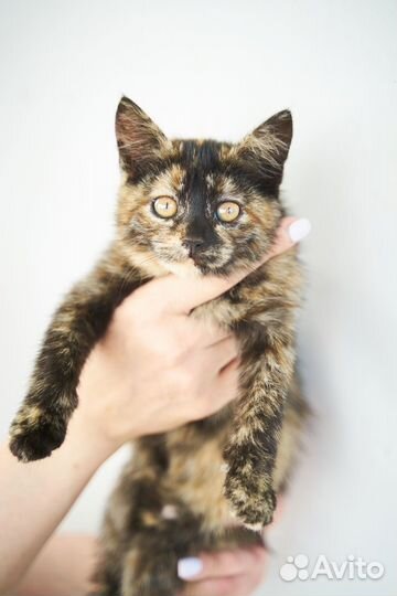 Котята в добрые руки девочка