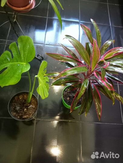 Комнатные цветы антуриум