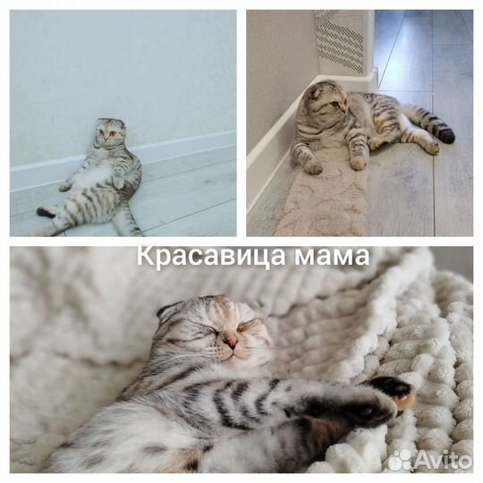 Шотландский котенок