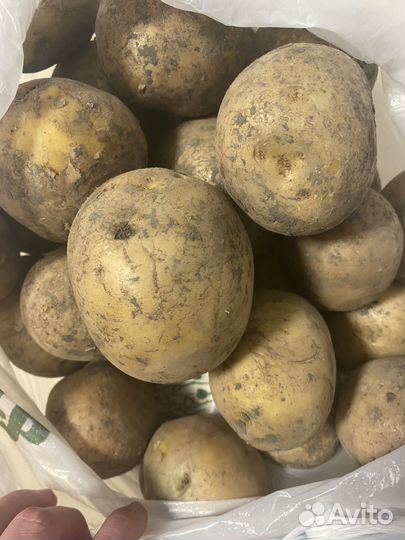 Продам картофель с доставкой