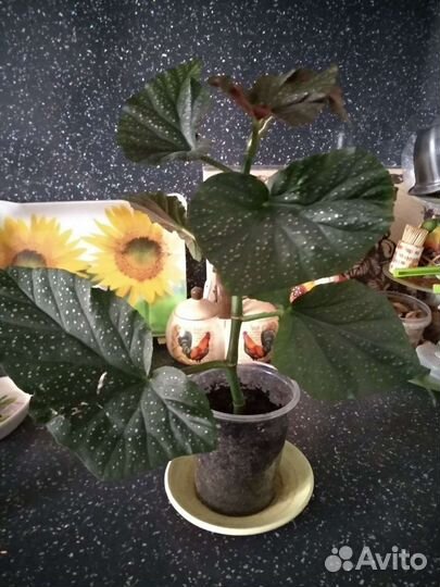 Бегония коралловая