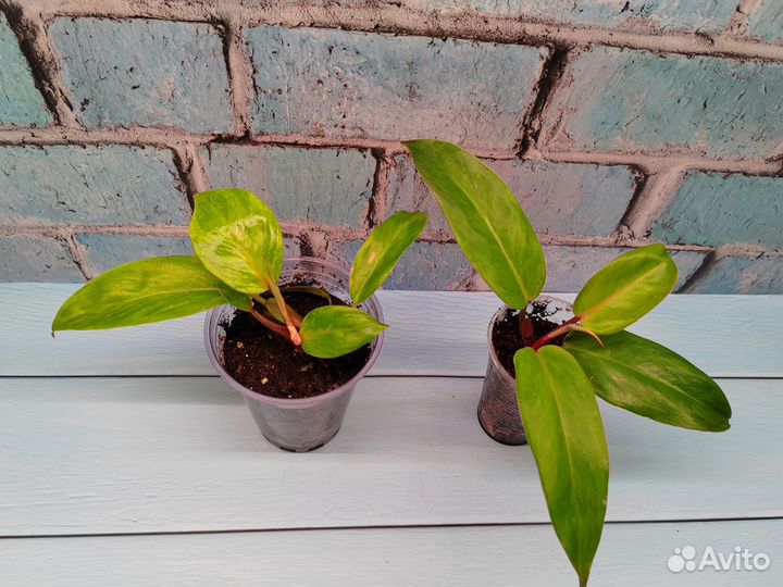 Филодендроны 2