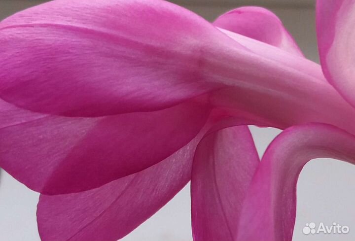 Шлюмбергера сортовая. Шикарный Розовый, Белый, Беж