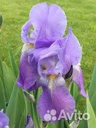 Ирис бородатый