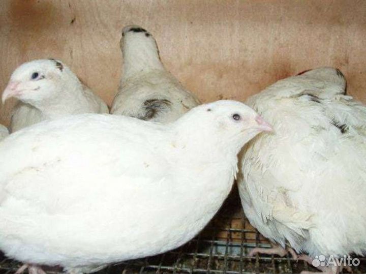 Яйца перепелиные инкубационные, домашние