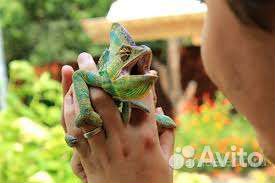 Передержка хамелеона и другой экзотики