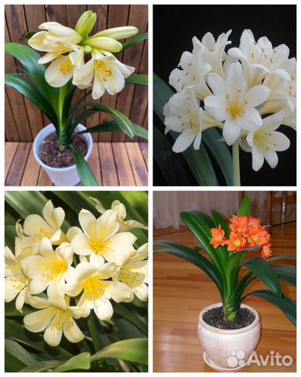 Кливия оранжевая,лососевая,красная,жёлтая,белая