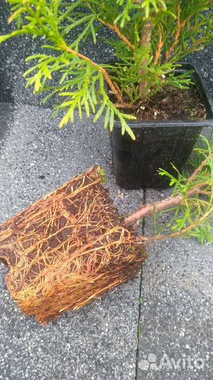 Туя Смарагд 40-50 см