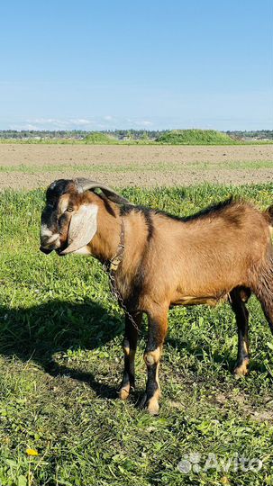 Англо нубийский козел