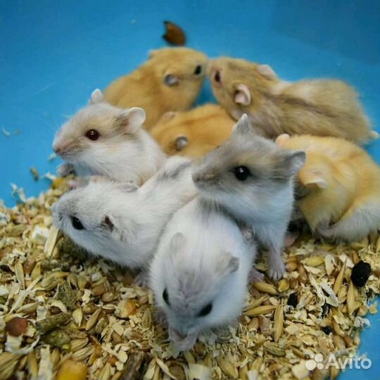 Джунгарский хомяк опт розница