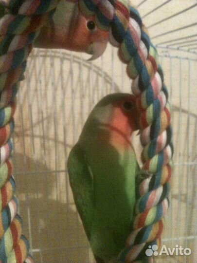 Передержка домашних питомцев