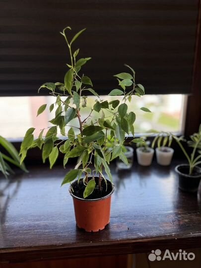 Комнатные растения разные внутри