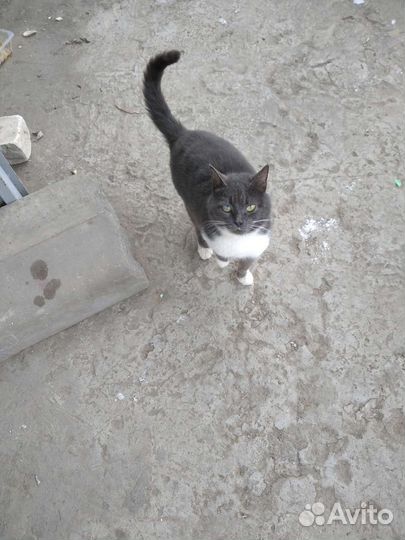 Кошка в добрые руки или ищем старого хозяина