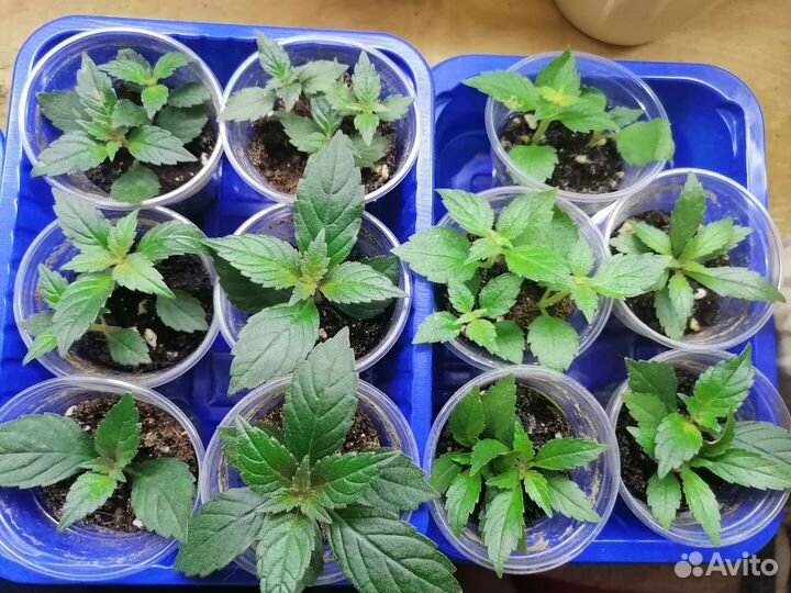 Аихризон, ахименес