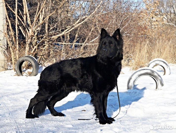 Черные немцы