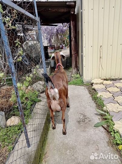 Англо нубийские козлята