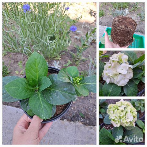 Кропоткине металлические дома каталог