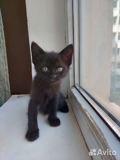 Котёнок 1 месяц