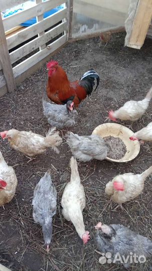 Куры молодки несушки