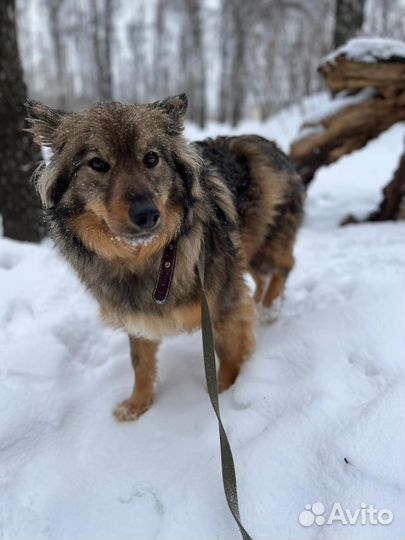 Нежная Рокси хочет в настоящий дом