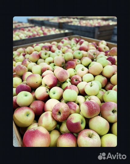Яблоки Гала Маст со своего участка (15тонн)