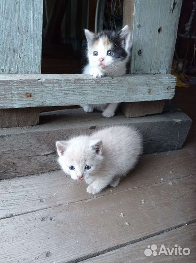 Кошка в дар
