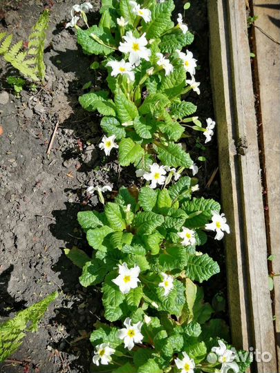 Садовые многолетники